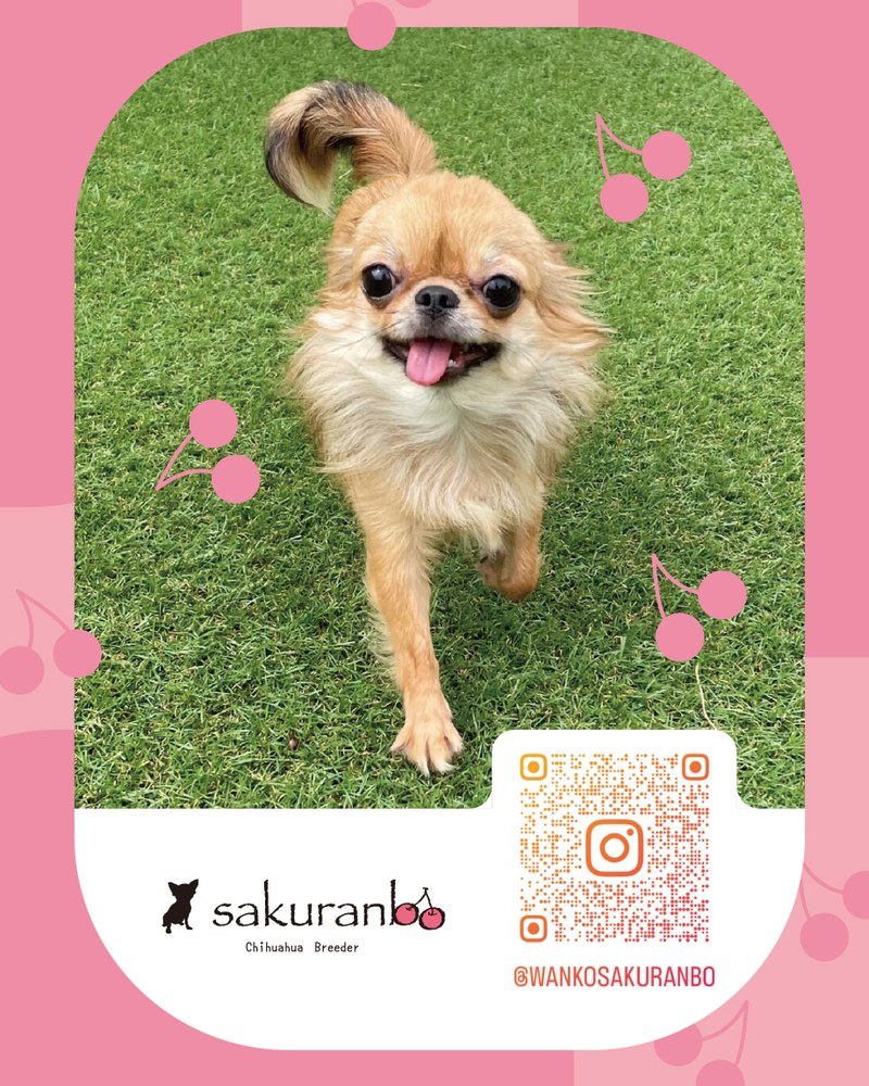 ブリーダー・さくらんぼさん