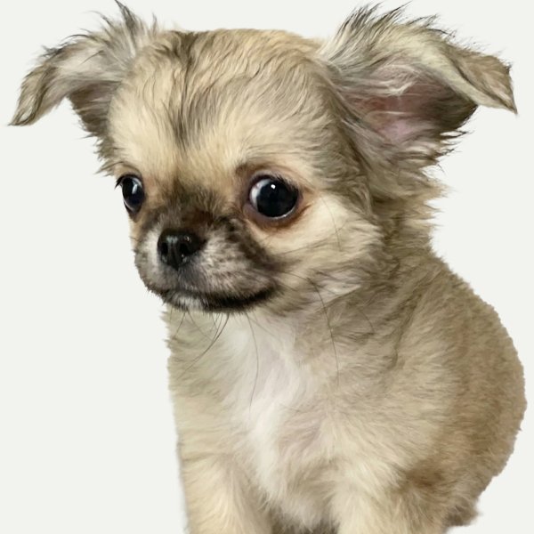 ミックス(チワワ×ペキチワ)