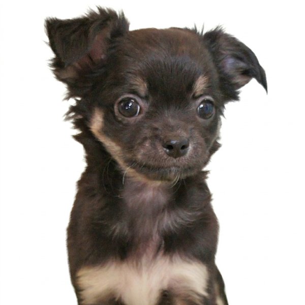 チワワ(ロング)